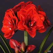 适合室内养的5种大盆绿植 大花盆种什么植物好看图片