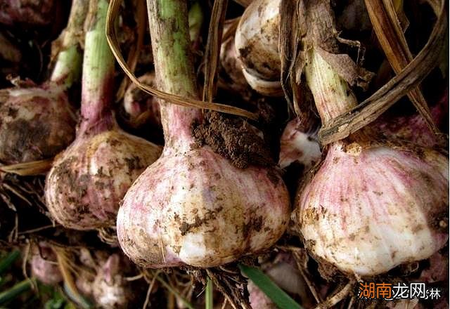 种植大蒜的浇水方法和注意事项 大蒜浇水最佳时间