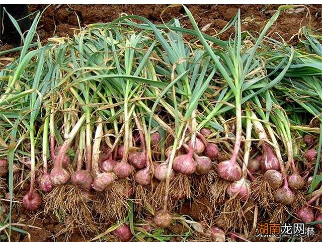 种植大蒜的浇水方法和注意事项 大蒜浇水最佳时间