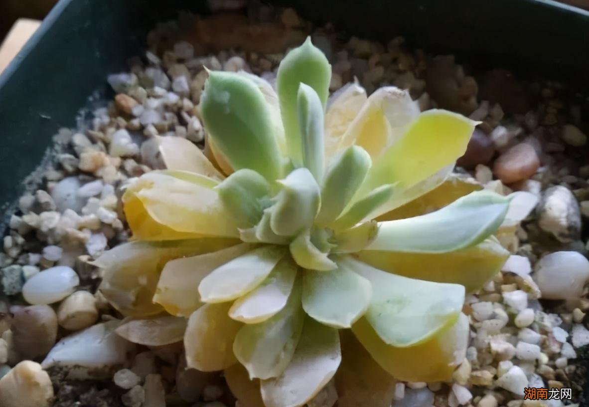 造成多肉植物化水的2大关键点 多肉化水是什么原因导致的