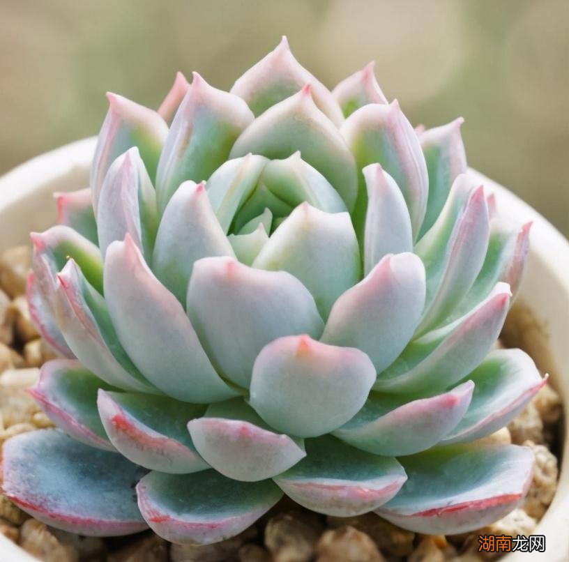 造成多肉植物化水的2大关键点 多肉化水是什么原因导致的