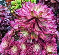 高端大气上档次的8种法师多肉 法师哪个品种最漂亮