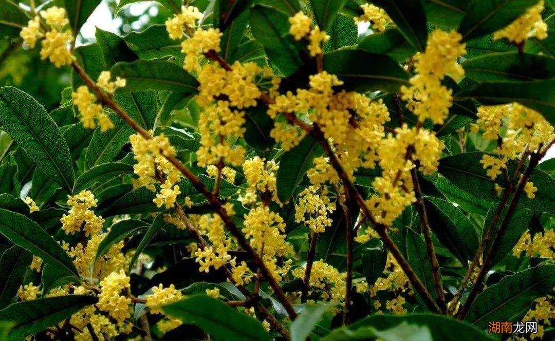 桂花叶子佝偻出现干尖焦尖如何补救 桂花叶子尖发焦咋回事