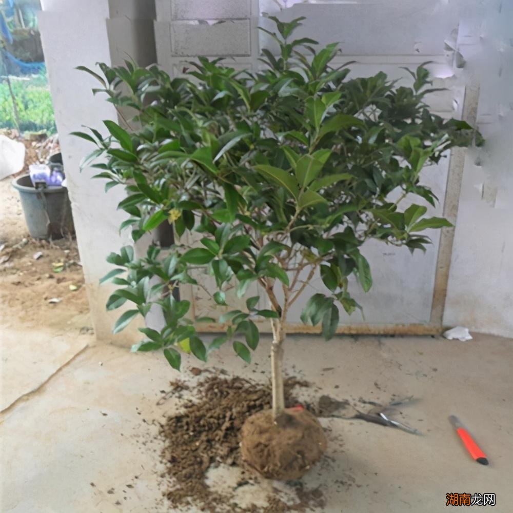 桂花叶子佝偻出现干尖焦尖如何补救 桂花叶子尖发焦咋回事