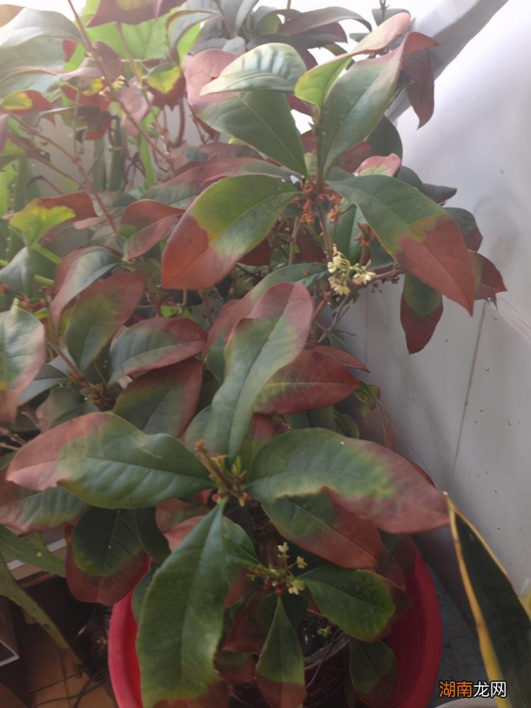 桂花叶子佝偻出现干尖焦尖如何补救 桂花叶子尖发焦咋回事