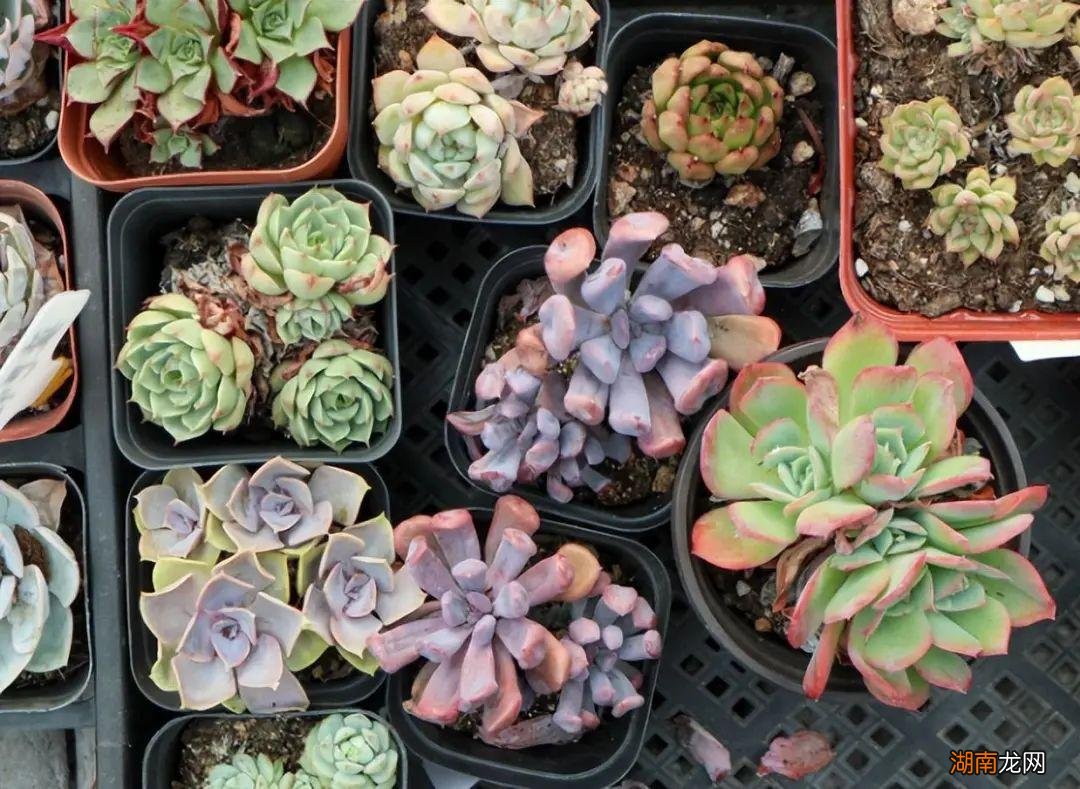 干瘪多肉叶片这样补救恢复饱满 多肉干瘪了萎缩怎么办