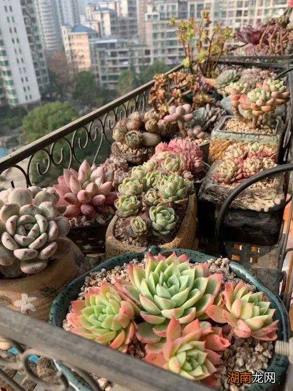 干瘪多肉叶片这样补救恢复饱满 多肉干瘪了萎缩怎么办