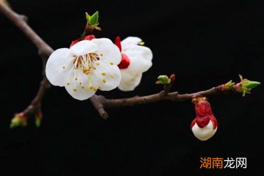 王安石笔下最美的一首诗 北陂杏花古诗翻译与赏析