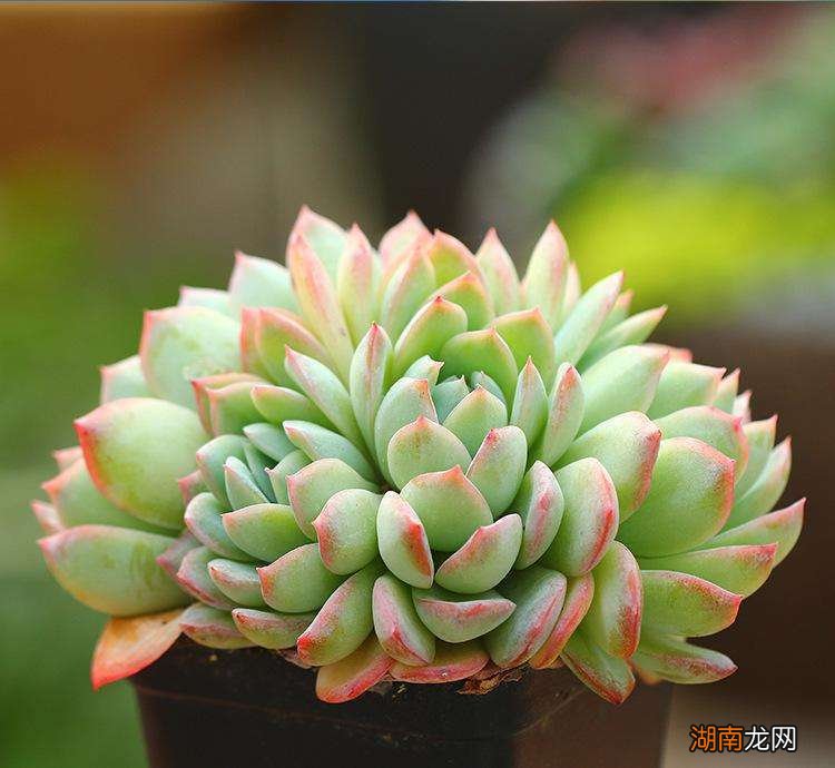 记住3个秘诀养多肉老桩就很简单 多肉怎么养成老桩爆盆