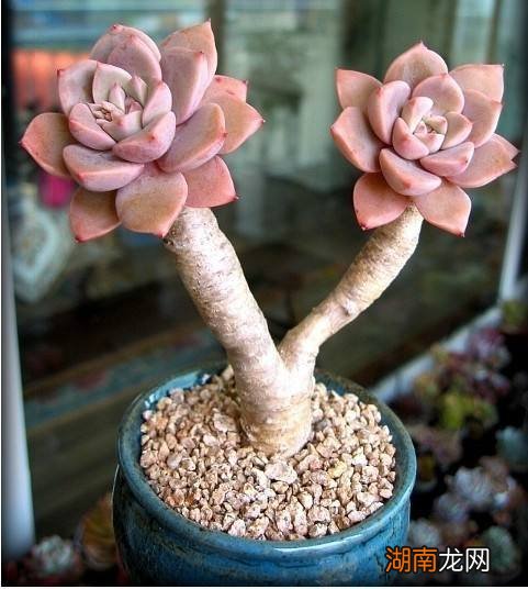 记住3个秘诀养多肉老桩就很简单 多肉怎么养成老桩爆盆