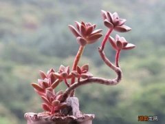 记住3个秘诀养多肉老桩就很简单 多肉怎么养成老桩爆盆