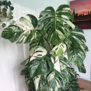 室内盆栽龟背竹这样养护才能更旺盛 龟背竹好养吗