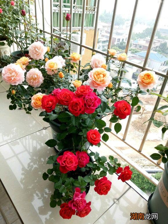 微型月季海神王阳台花期 海神王阳台月季优缺点及样子图片