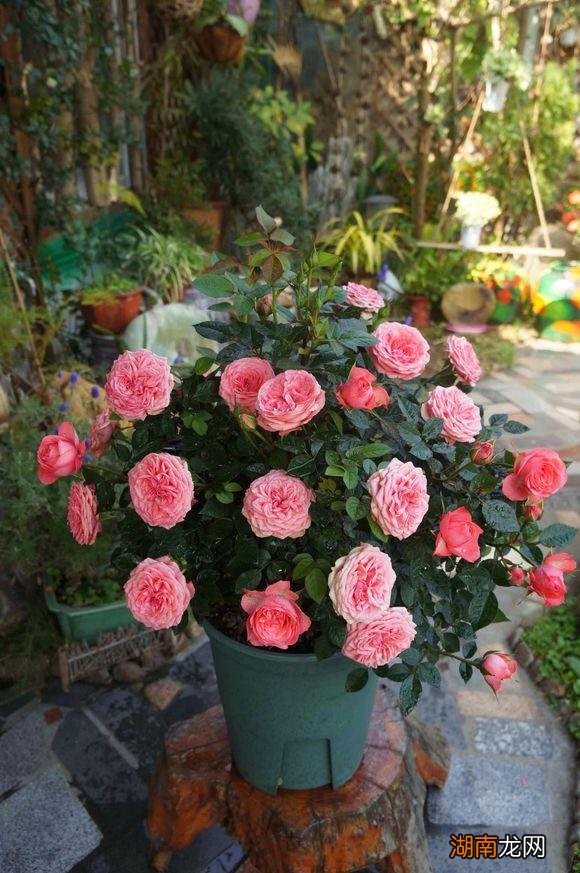 微型月季海神王阳台花期 海神王阳台月季优缺点及样子图片