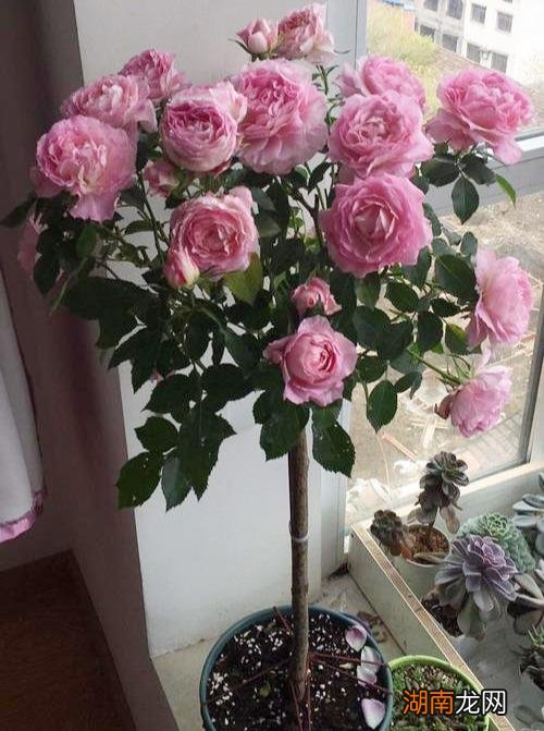 微型月季海神王阳台花期 海神王阳台月季优缺点及样子图片