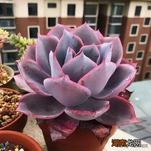 不容错过的8款粉色系多肉 红粉佳人多肉出状态样子图片