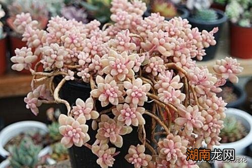 不容错过的8款粉色系多肉 红粉佳人多肉出状态样子图片