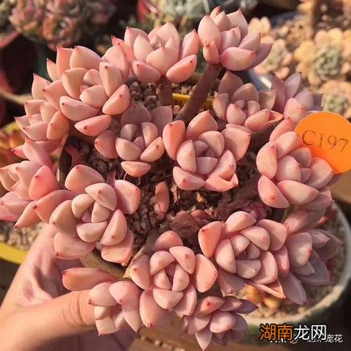 不容错过的8款粉色系多肉 红粉佳人多肉出状态样子图片