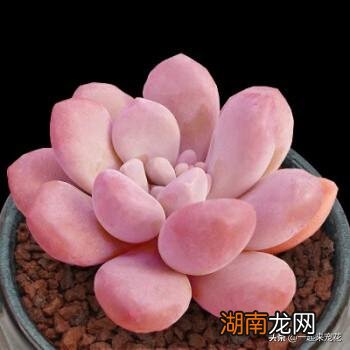不容错过的8款粉色系多肉 红粉佳人多肉出状态样子图片