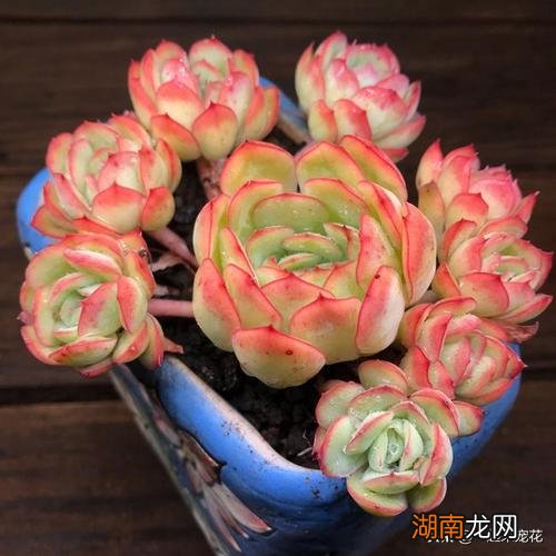 不容错过的8款粉色系多肉 红粉佳人多肉出状态样子图片