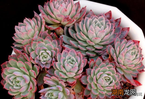 不容错过的8款粉色系多肉 红粉佳人多肉出状态样子图片