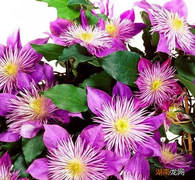 新手首选的好养铁线莲种类 花期最长的铁线莲品种排名