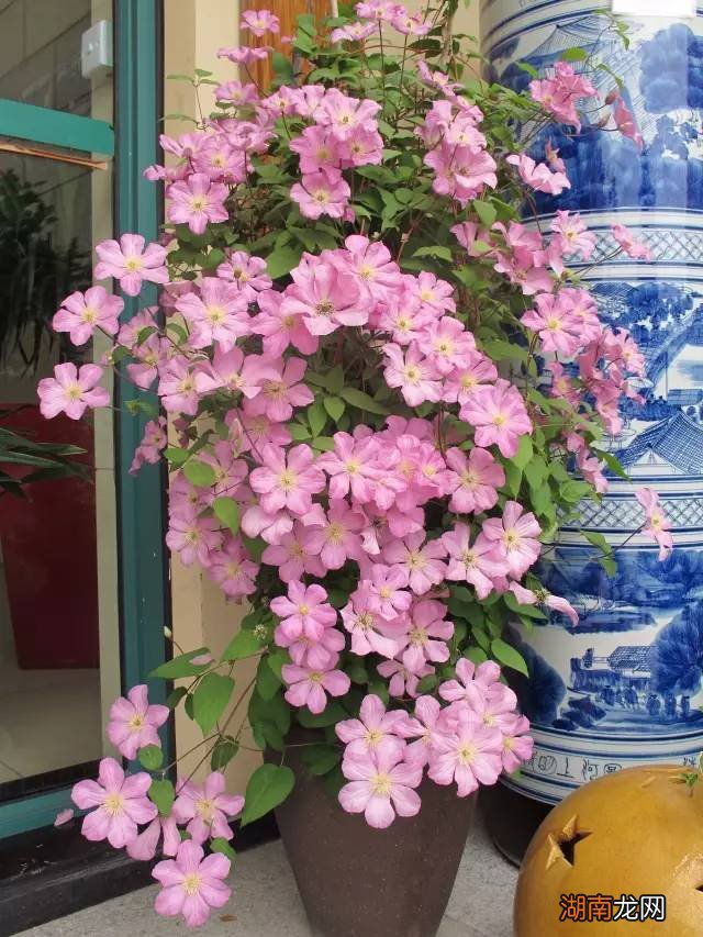 新手首选的好养铁线莲种类 花期最长的铁线莲品种排名