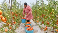 手把手教你酵素堆肥及使用的技巧 自制酵素肥料制作方法