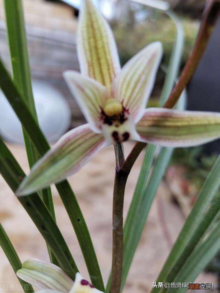 好养的兰花十大兰花品类图片 常见的兰花品种排名