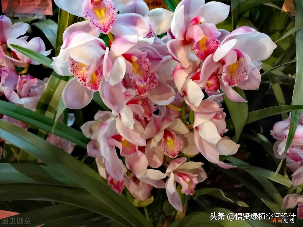 好养的兰花十大兰花品类图片 常见的兰花品种排名