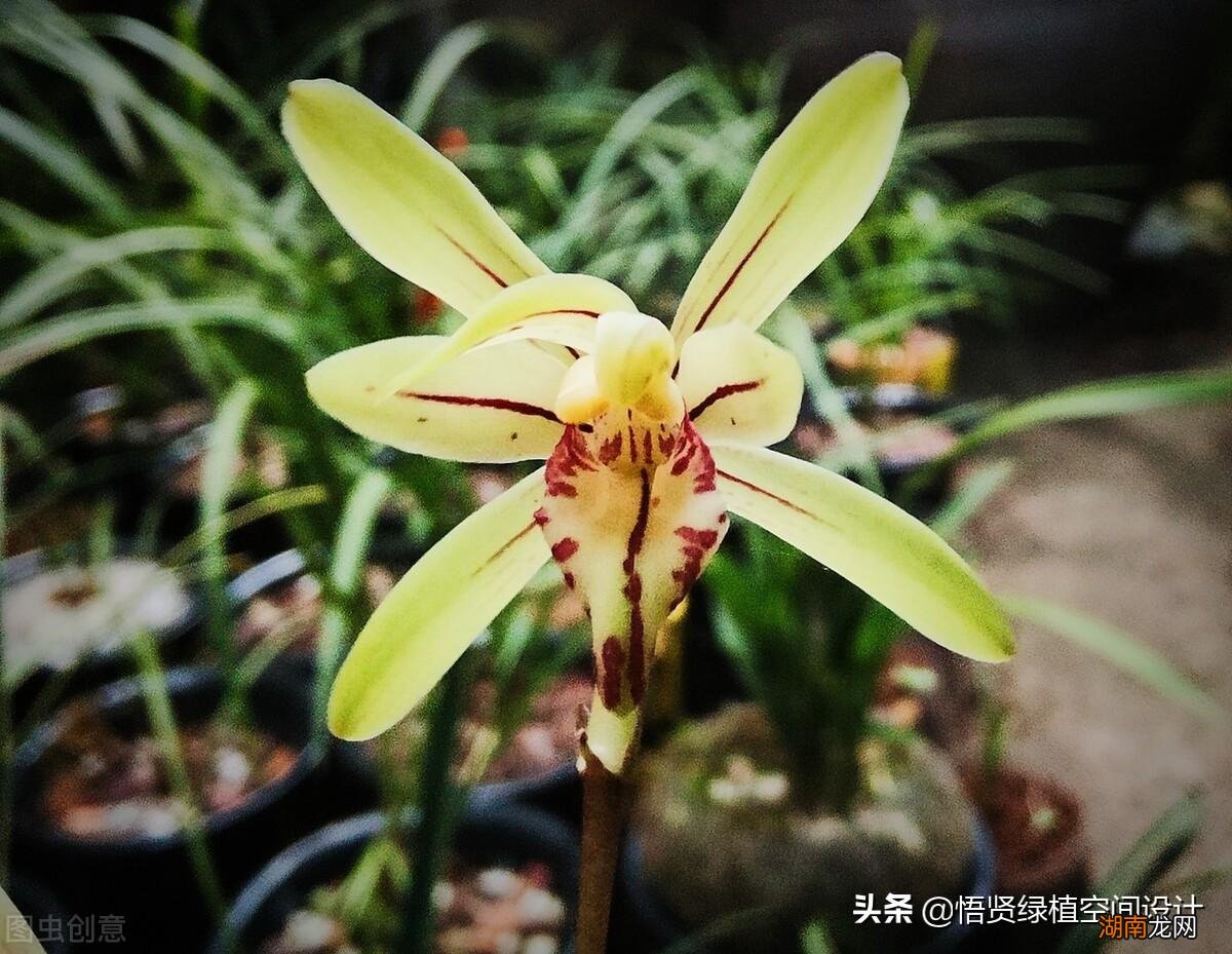 好养的兰花十大兰花品类图片 常见的兰花品种排名