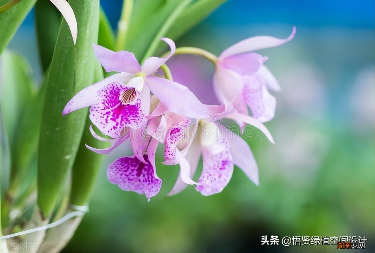 好养的兰花十大兰花品类图片 常见的兰花品种排名