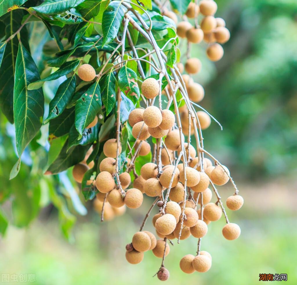 全国不同地区龙眼成熟时间 龙眼几月份成熟采摘后上市