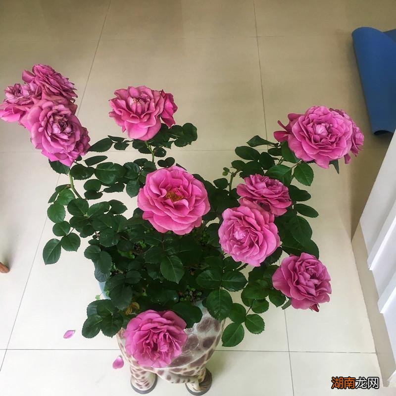 微型月季冥王星值得入手吗 冥王星月季的优缺点与特点简介