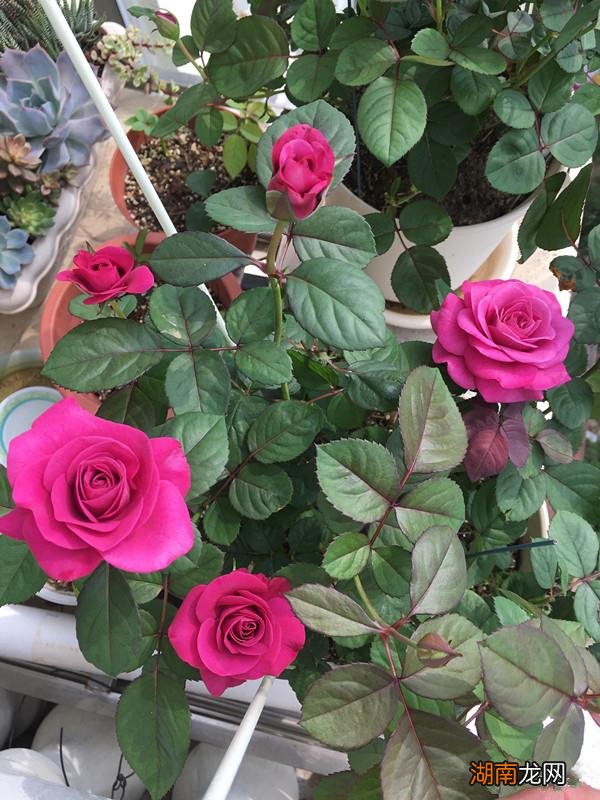 微型月季冥王星值得入手吗 冥王星月季的优缺点与特点简介