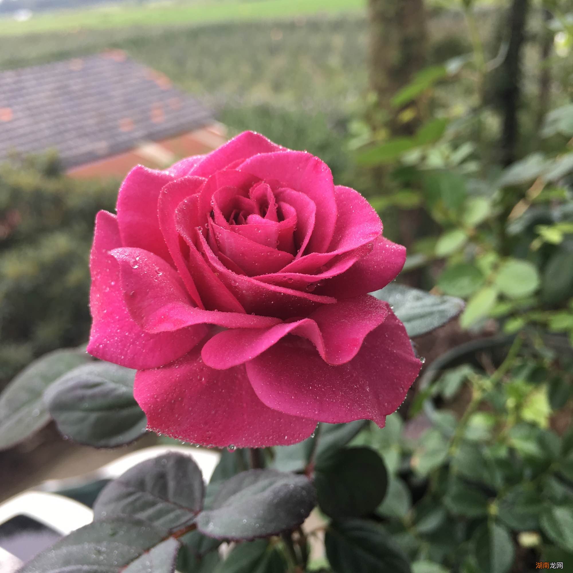 微型月季冥王星值得入手吗 冥王星月季的优缺点与特点简介