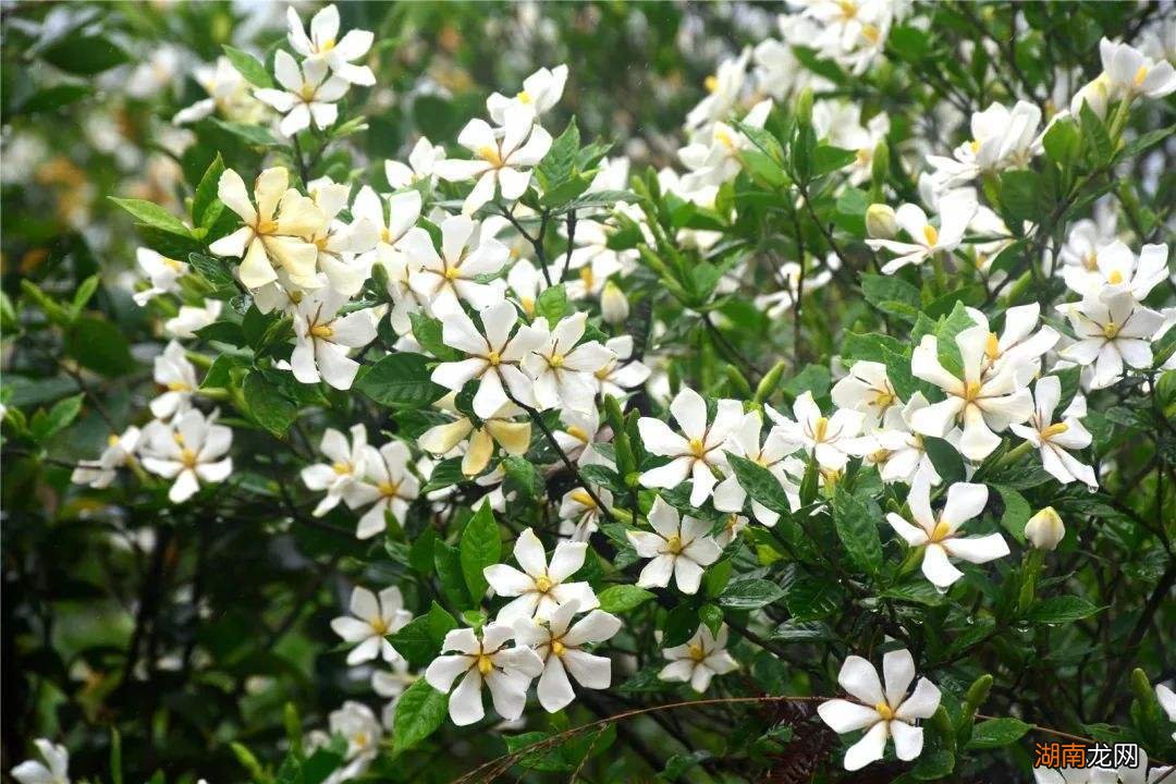 南方马路上常见的绿化树木名称 南方道路绿化树种排行榜