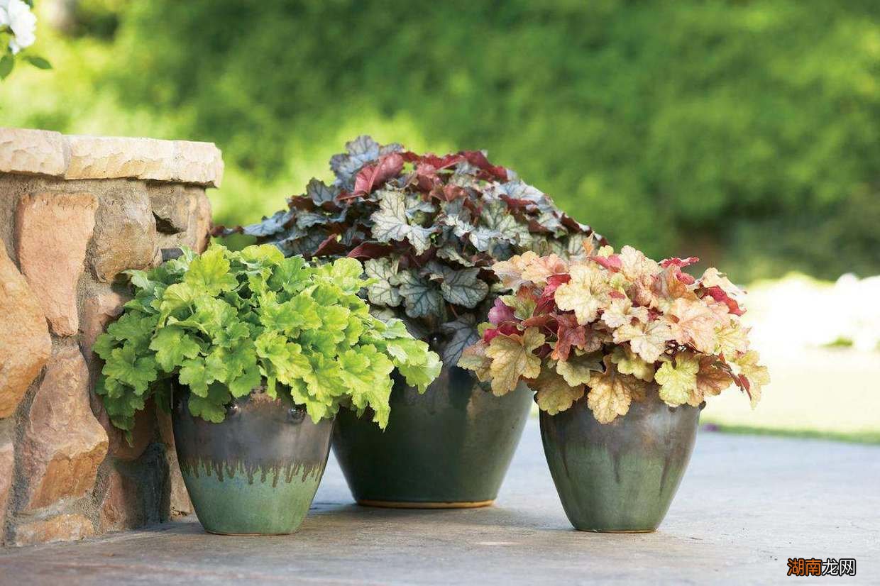 南方马路上常见的绿化树木名称 南方道路绿化树种排行榜