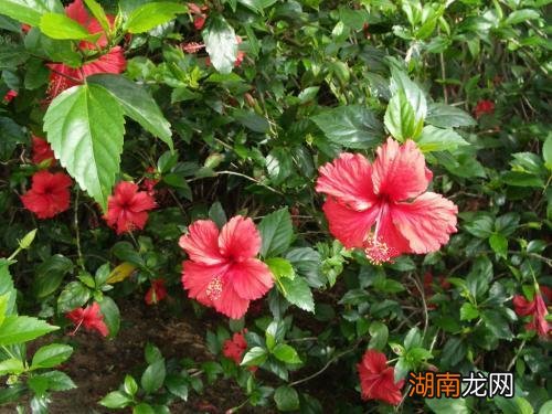 南方马路上常见的绿化树木名称 南方道路绿化树种排行榜