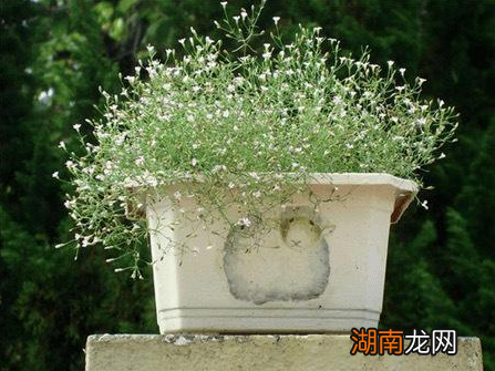 家里养殖满天星四季开花的方法 满天星好养吗