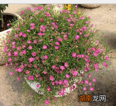 家里养殖满天星四季开花的方法 满天星好养吗