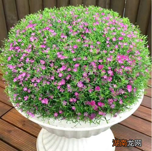 家里养殖满天星四季开花的方法 满天星好养吗