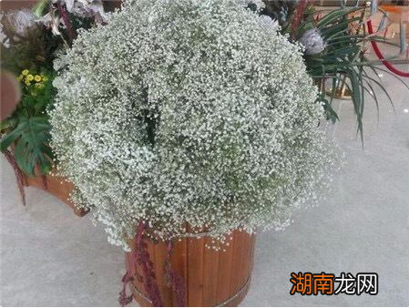 家里养殖满天星四季开花的方法 满天星好养吗