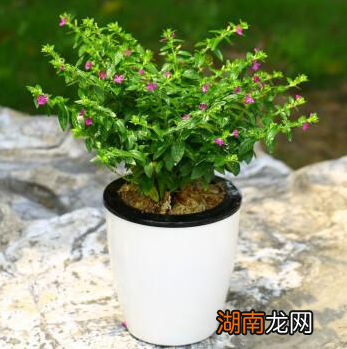 家里养殖满天星四季开花的方法 满天星好养吗