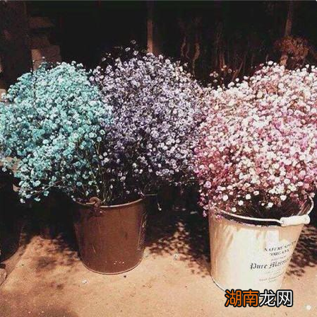 家里养殖满天星四季开花的方法 满天星好养吗