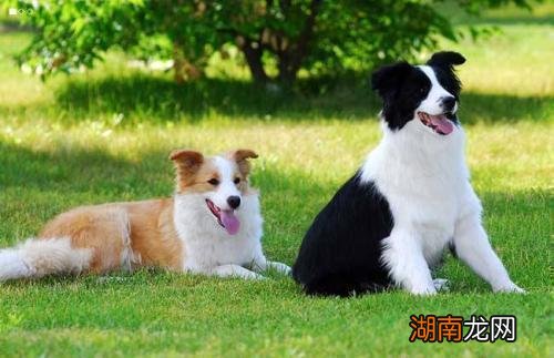 家庭养哪种大型犬好养又便宜 哪种大型犬最适合家养