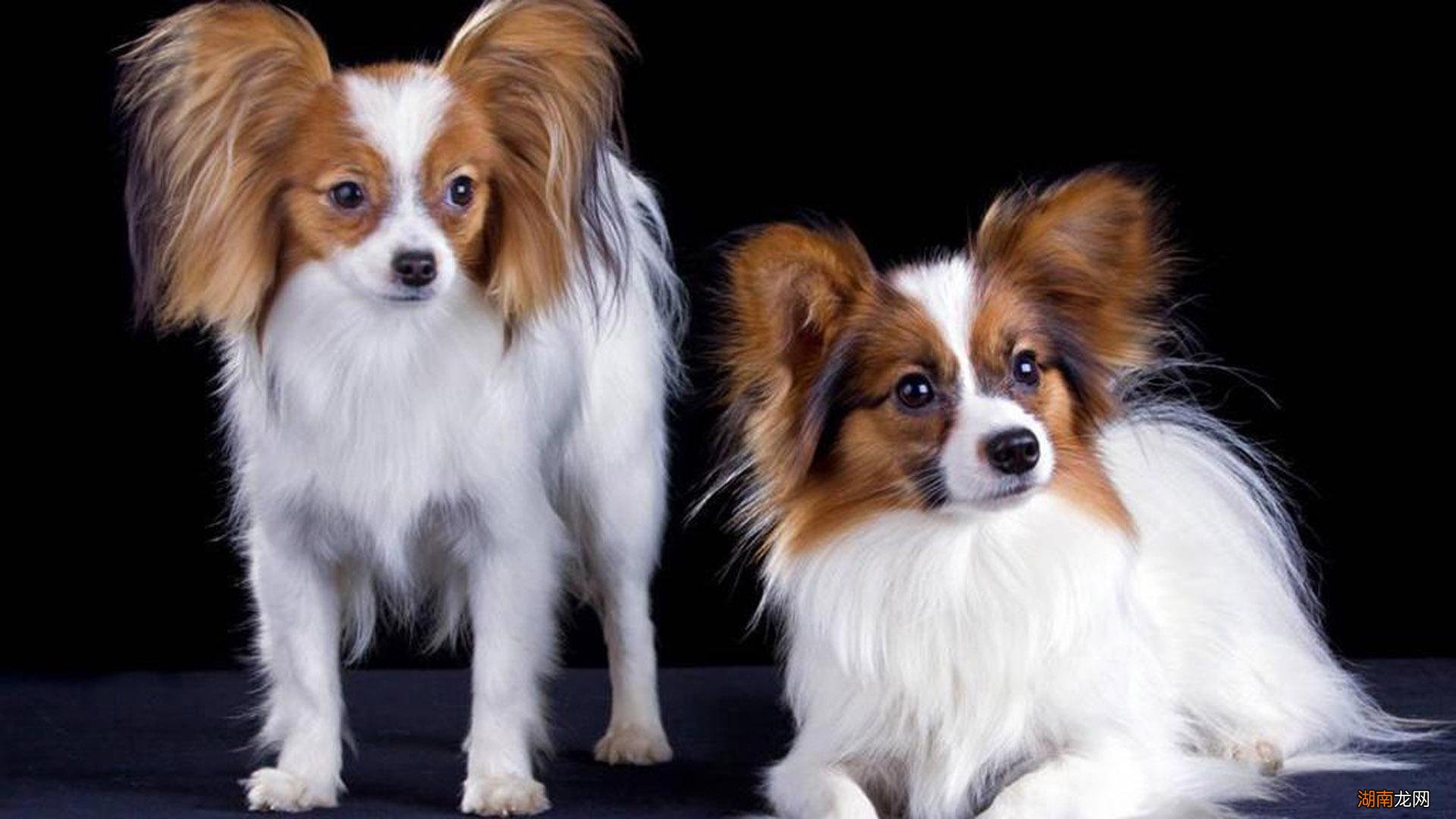 家庭养哪种大型犬好养又便宜 哪种大型犬最适合家养