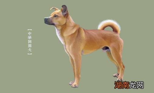 家庭养哪种大型犬好养又便宜 哪种大型犬最适合家养