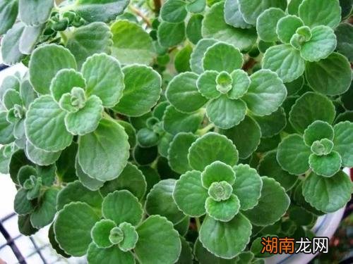 实测碰碰香能驱蚊值得养 碰碰香可以驱蚊子吗