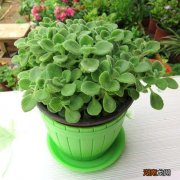 实测碰碰香能驱蚊值得养 碰碰香可以驱蚊子吗